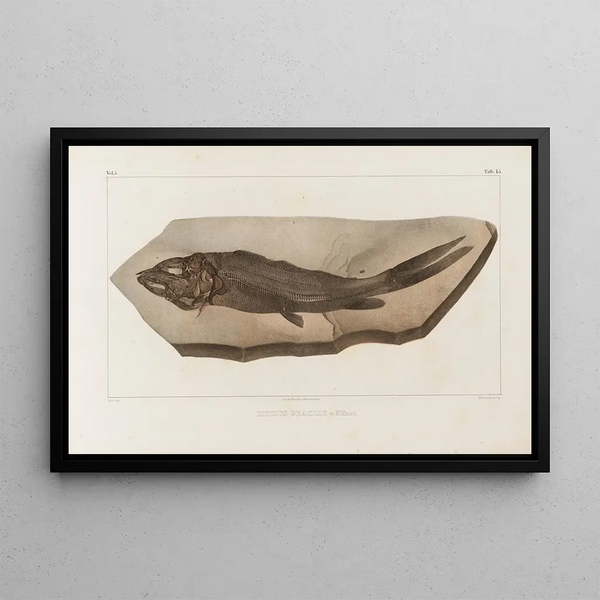 Louis Agassiz - Recherches sur les poissons fossiles Pl029.webp