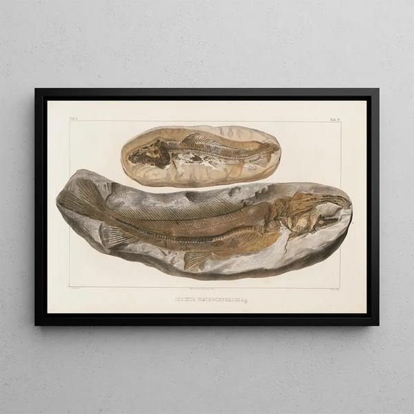 Louis Agassiz - Recherches sur les poissons fossiles Pl030.webp