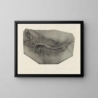 Louis Agassiz - Recherches sur les poissons fossiles Pl037.webp