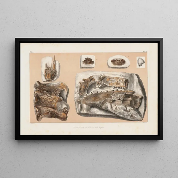 Louis Agassiz - Recherches sur les poissons fossiles Pl041.webp