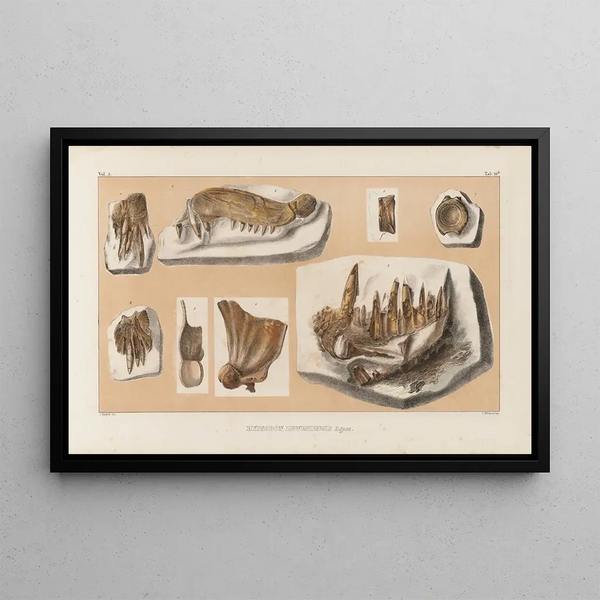 Louis Agassiz - Recherches sur les poissons fossiles Pl042.webp