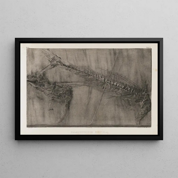 Louis Agassiz - Recherches sur les poissons fossiles Pl051.webp
