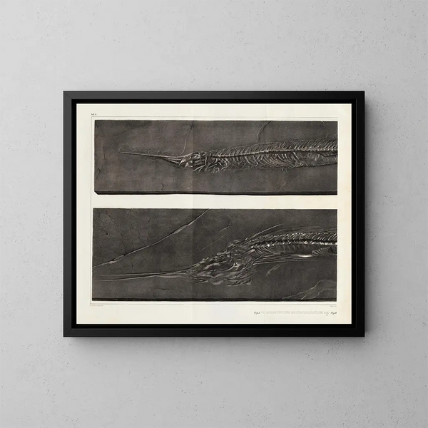 Recherches sur les poissons fossiles - Louis Agassiz — framed artwork on a wall