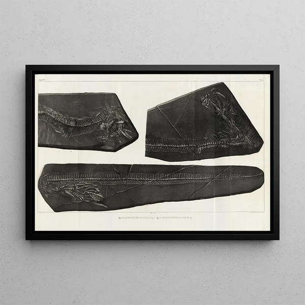 Recherches sur les Poissons Fossiles Pl058 - Louis Agassiz — ingelijst kunstwerk aan de muur