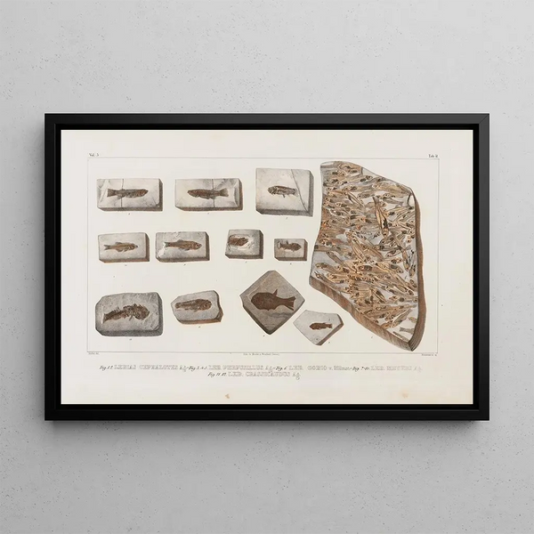 Onderzoek naar fossiele vissen Pl063 - Louis Agassiz — ingelijst kunstwerk aan de muur