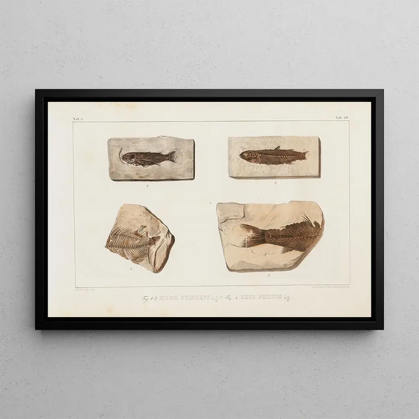 Louis Agassiz - Recherches sur les poissons fossiles Pl070.webp