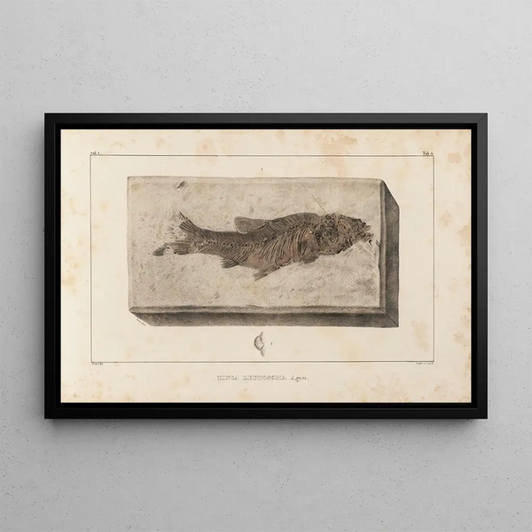 Louis Agassiz - Recherches sur les poissons fossiles Pl073.webp