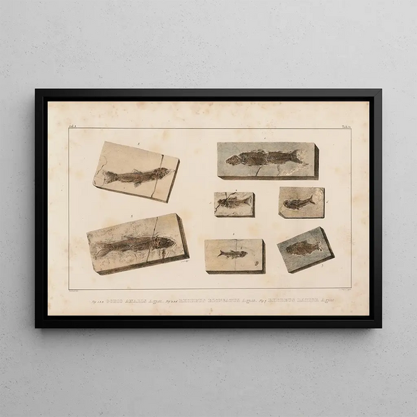 van Onderzoek naar fossiele vissen, Pl. 078 - Louis Agassiz — ingelijst kunstwerk aan de muur