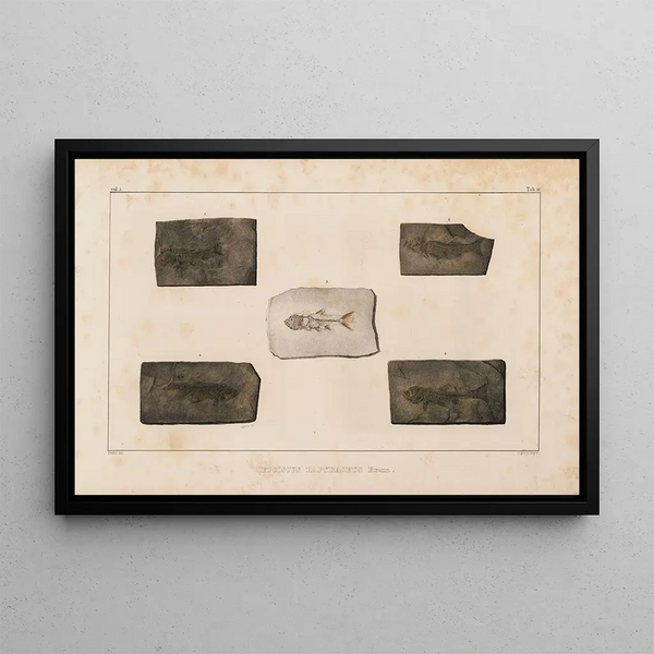 Louis Agassiz - Recherches sur les poissons fossiles Pl080.webp