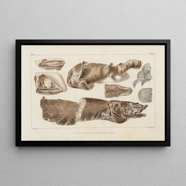 Onderzoek naar fossiele vissen Pl086 - Louis Agassiz — ingelijst kunstwerk aan de muur