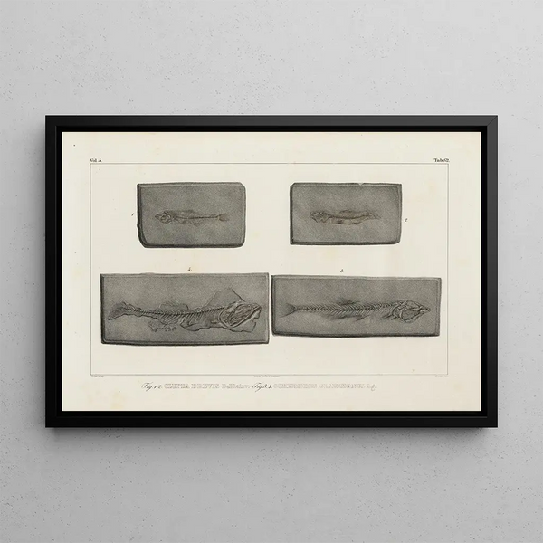 Recherches sur les poissons fossiles Pl090 - Louis Agassiz — ingelijst kunstwerk aan de muur