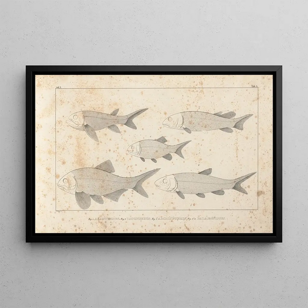 Louis Agassiz - Recherches sur les poissons fossiles Pl093.webp