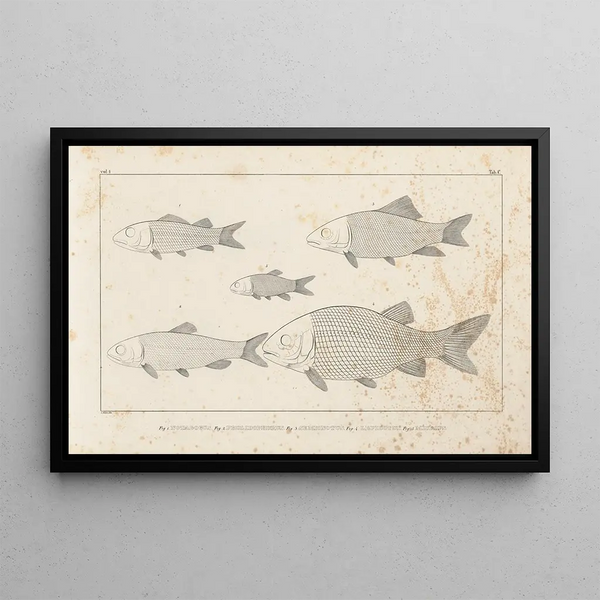 Recherches sur les poissons fossiles Pl095 - Louis Agassiz — ingelijst kunstwerk aan de muur
