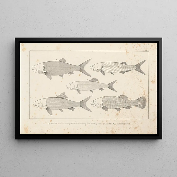 Recherches sur les poissons fossiles Pl097 - Louis Agassiz — ingelijst kunstwerk aan de muur
