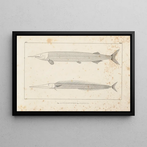Louis Agassiz - Recherches sur les poissons fossiles Pl098.webp