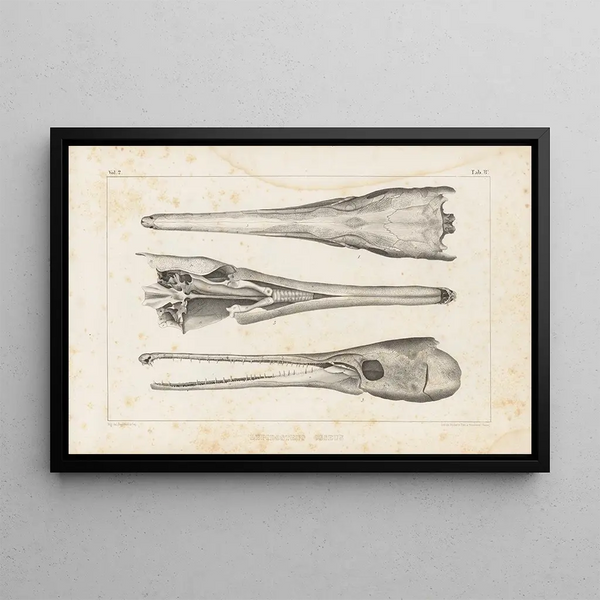 Recherches sur les poissons fossiles Pl105 - Louis Agassiz — ingelijst kunstwerk aan de muur