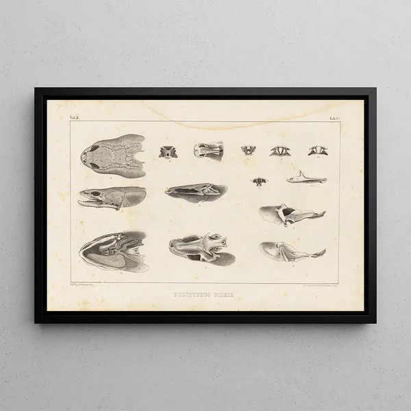Louis Agassiz - Recherches sur les poissons fossiles Pl108.webp