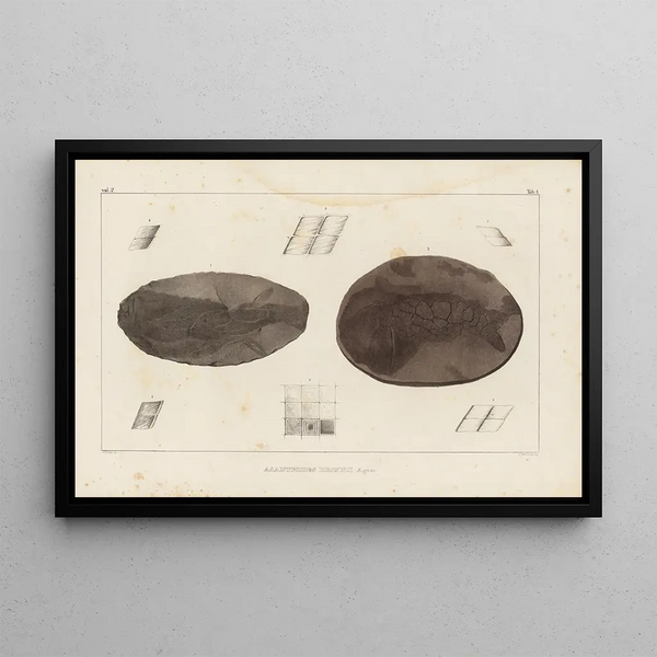 van Louis Agassiz's Schilderij Recherches sur les poissons fossiles, pl. 115 — ingelijst kunstwerk aan de muur