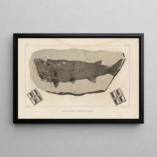 Louis Agassiz - Recherches sur les poissons fossiles Pl119.webp