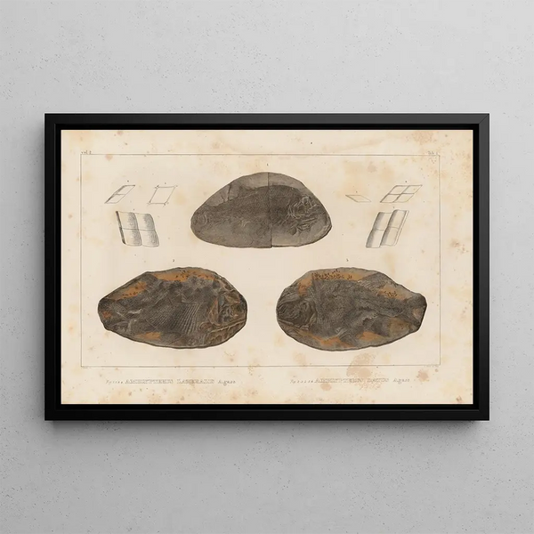 Recherches sur les poissons fossiles Pl127 - Louis Agassiz — framed artwork on a wall
