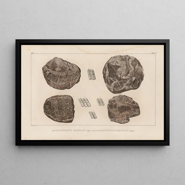 Recherches sur les poissons fossiles Pl129 - Louis Agassiz — ingelijst kunstwerk aan de muur