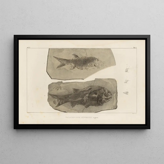 Louis Agassiz - Recherches sur les poissons fossiles Pl132.webp