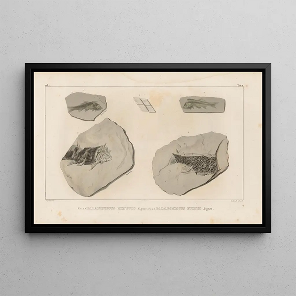 Louis Agassiz - Recherches sur les poissons fossiles Pl133.webp
