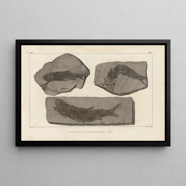 Louis Agassiz - Recherches sur les poissons fossiles Pl139.webp