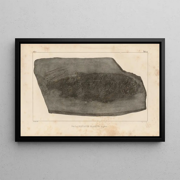Recherches sur les poissons fossiles Pl142 - Louis Agassiz — ingelijst kunstwerk aan de muur