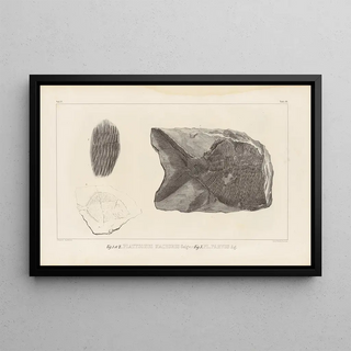 Louis Agassiz - Recherches sur les poissons fossiles Pl149.webp