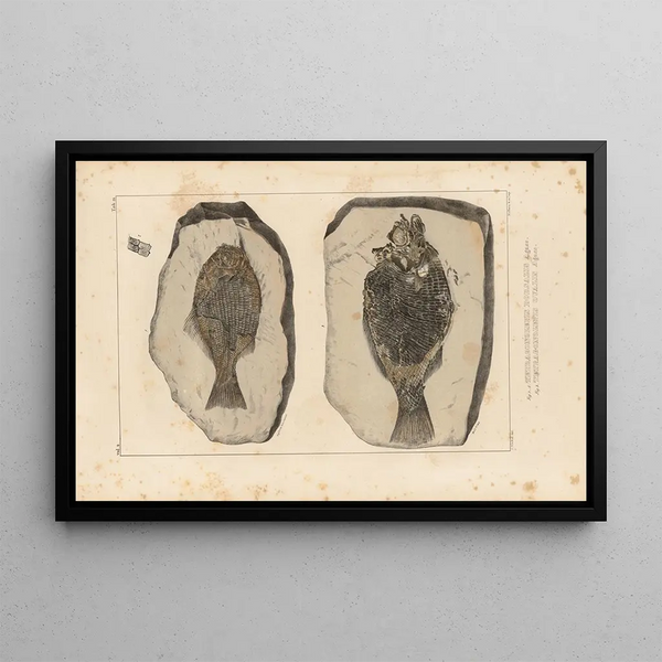 Louis Agassiz - Recherches sur les poissons fossiles Pl151.webp