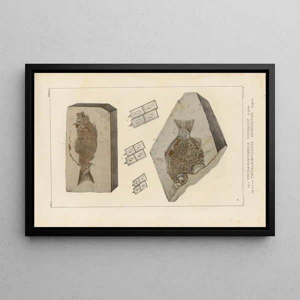 Recherches sur les poissons fossiles Pl152 - Louis Agassiz — ingelijst kunstwerk aan de muur