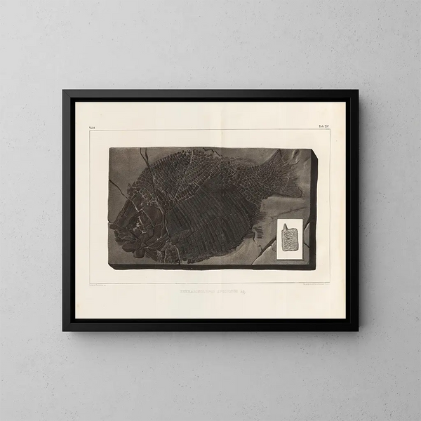 Recherches sur les poissons fossiles - Louis Agassiz — framed artwork on a wall