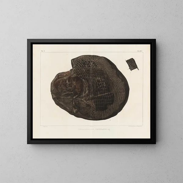 Recherches sur les poissons fossiles Pl. 157 - Louis Agassiz — framed artwork on a wall