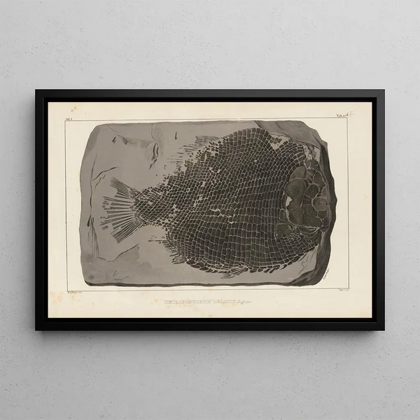 Louis Agassiz - Recherches sur les poissons fossiles Pl159.webp