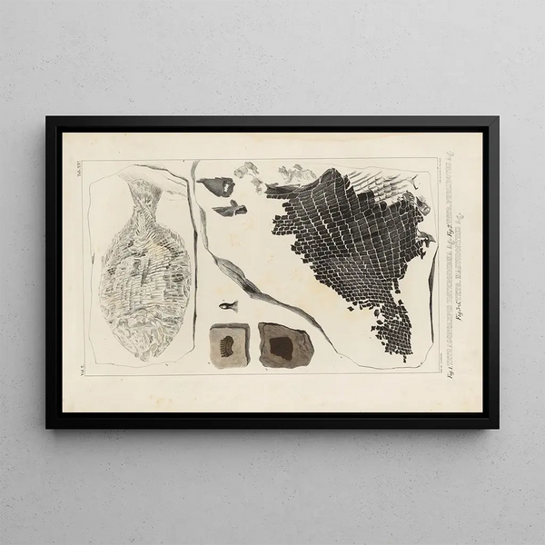 Louis Agassiz - Recherches sur les poissons fossiles Pl160.webp