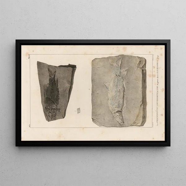 Onderzoek naar fossiele vissen Pl168 - Louis Agassiz — ingelijst kunstwerk aan de muur