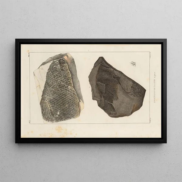 Recherches sur les poissons fossiles Pl170 - Louis Agassiz — framed artwork on a wall
