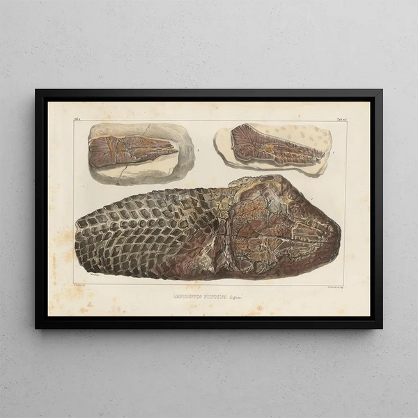 Louis Agassiz - Recherches sur les poissons fossiles Pl179.webp
