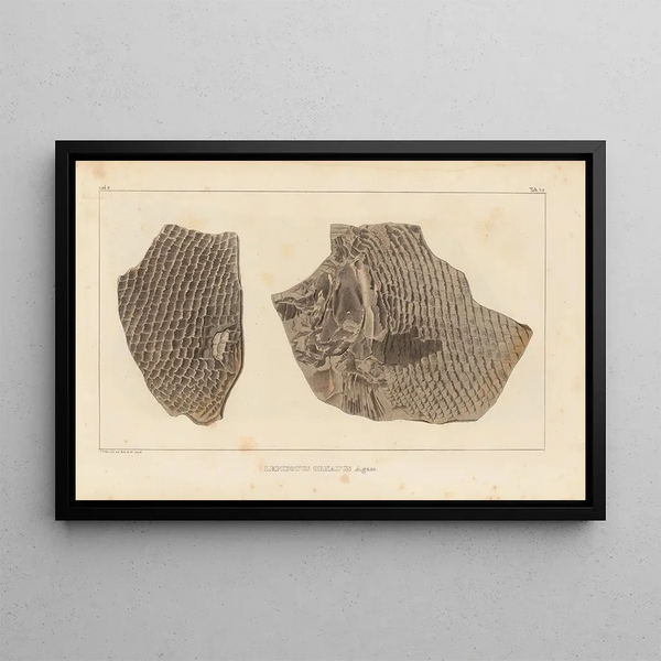 Recherches sur les poissons fossiles Pl. 182 - Louis Agassiz — ingelijst kunstwerk aan de muur