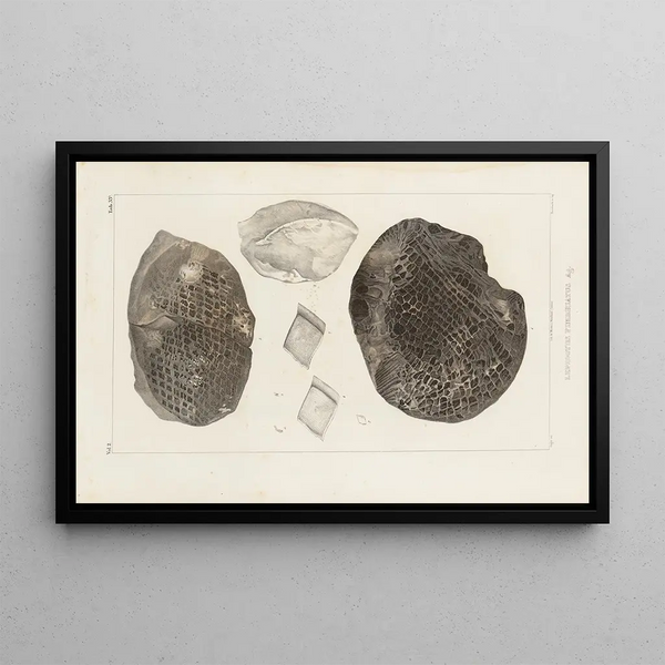 Louis Agassiz - Recherches sur les poissons fossiles Pl185.webp