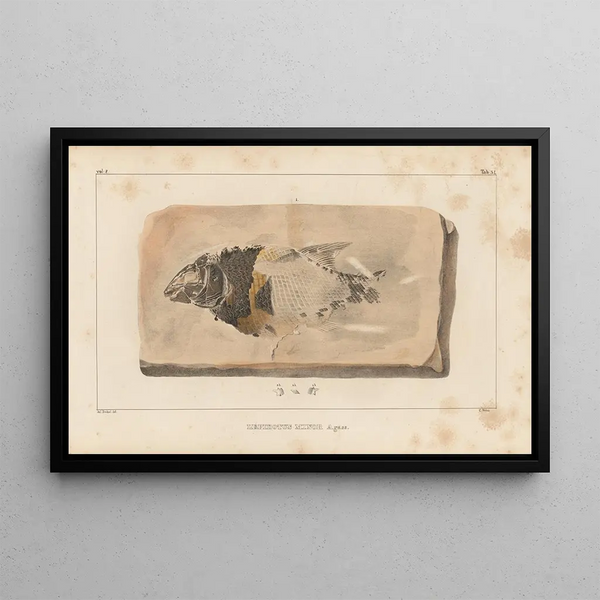 Recherches sur les poissons fossiles Pl186 - Louis Agassiz — ingelijst kunstwerk aan de muur