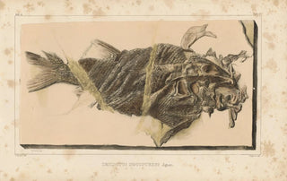 Louis Agassiz - Recherches sur les poissons fossiles Pl188.webp