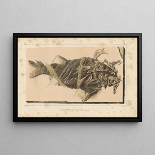 Louis Agassiz - Recherches sur les poissons fossiles Pl188.webp