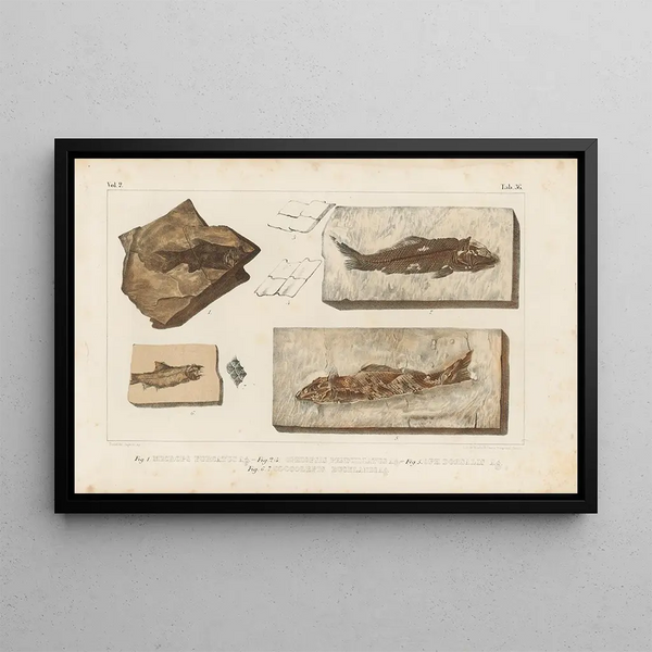 Recherches sur les poissons fossiles Pl189 - Louis Agassiz — framed artwork on a wall