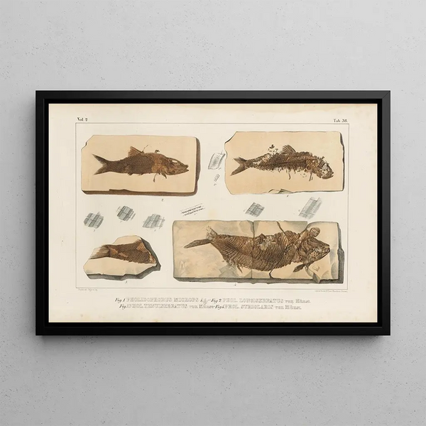 Recherches sur les poissons fossiles Pl191 - Louis Agassiz — ingelijst kunstwerk aan de muur