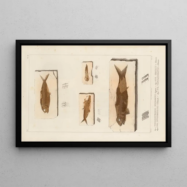 Louis Agassiz - Recherches sur les poissons fossiles Pl195.webp