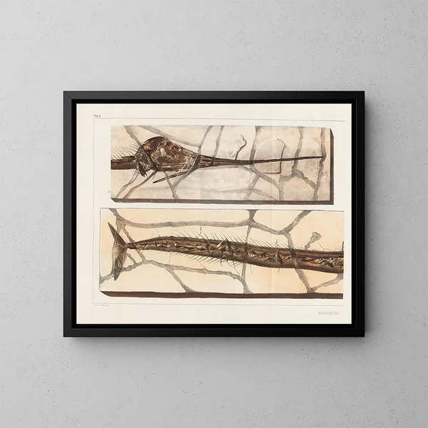 Recherches sur les poissons fossiles - Louis Agassiz — framed artwork on a wall