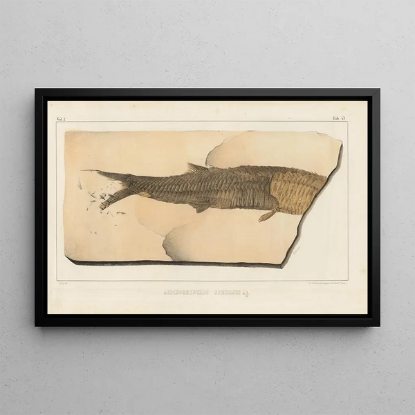 van Onderzoek naar fossiele vissen, Pl. 200 - Louis Agassiz — ingelijst kunstwerk aan de muur