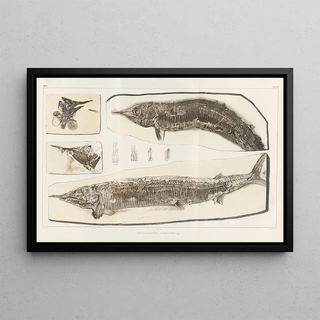 Louis Agassiz - Recherches sur les poissons fossiles Pl201.webp